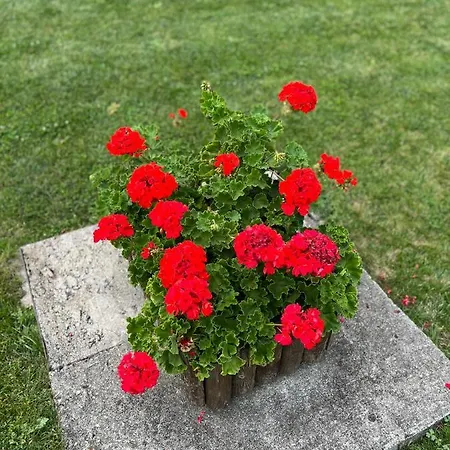 Διαμέρισμα Royal Towers - 856 *