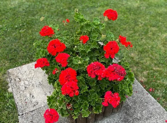 Apartman Royal Towers - 856 *